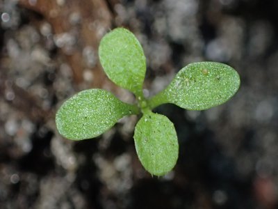 Hedge Mustard