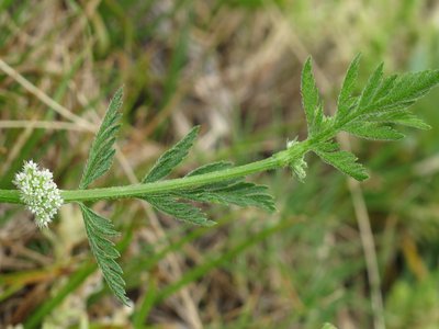 Hedge Parsley