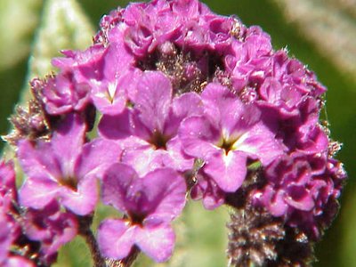 Heliotrope