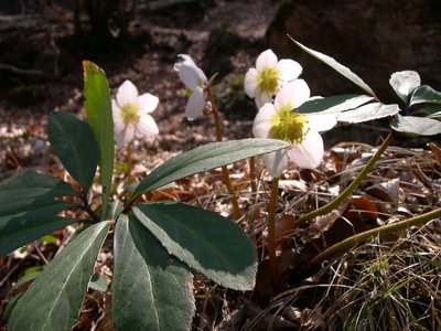Hellebore