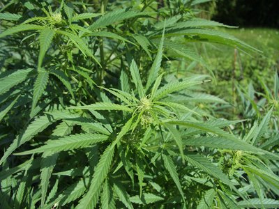 Hemp