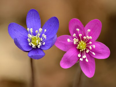 Hepatica