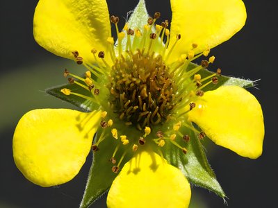 Herb Bennet