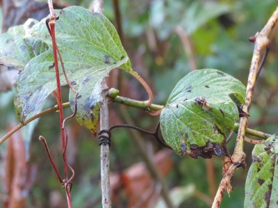 Highbush Cranberry
