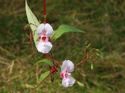 Himalayan Balsam