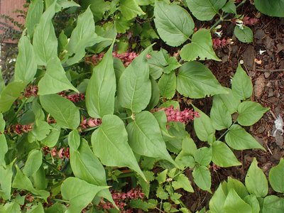 Himalayan Honeysuckle