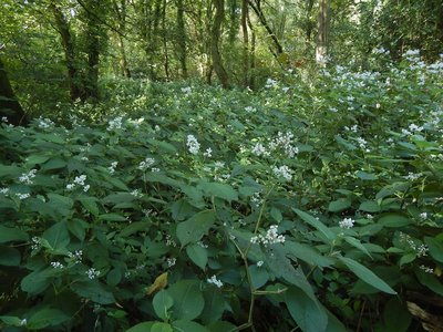 Himalayan Knotweed