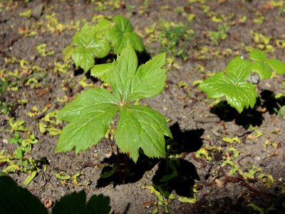Himalayan Mayapple