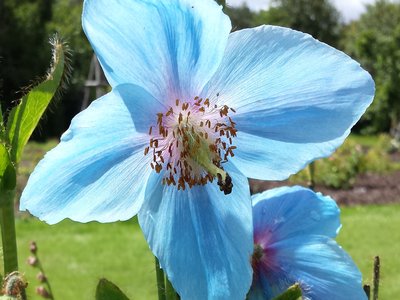 Himalayan Poppy