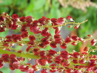 Himalayan Rhubarb