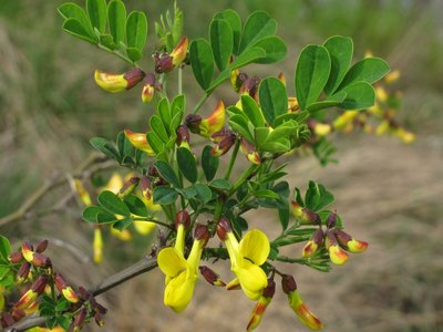 Hippocrepis