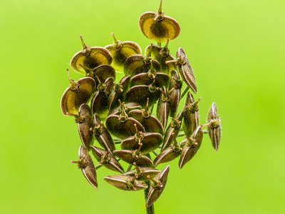 Hogweed