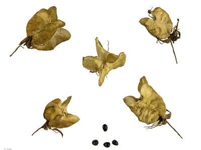 Honey Bush