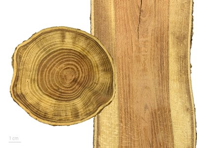 Honey Locust