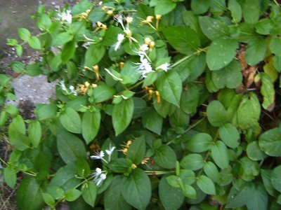 Honeysuckle Vine