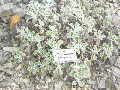 Horehound