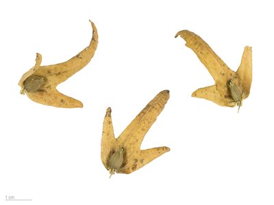 Hornbeam