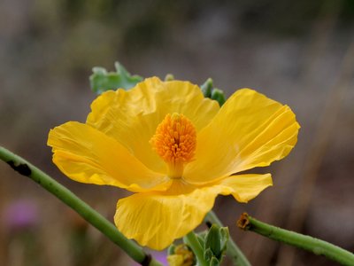 Horned Poppy