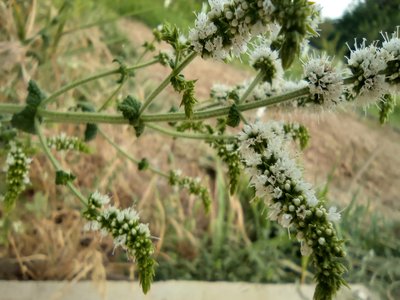 Horse Mint