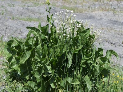 Horseradish