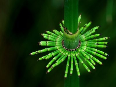 Horsetail
