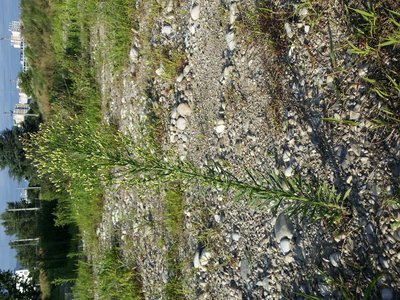 Horseweed