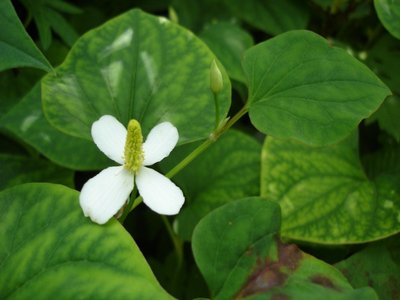 Houttuynia