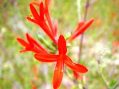 Hummingbird Bush