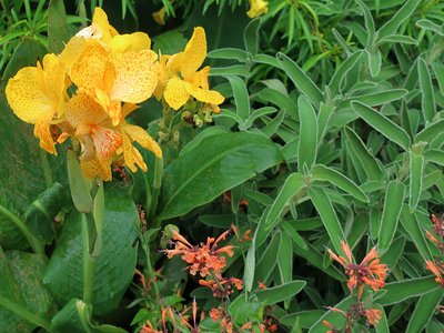 Hummingbird Mint
