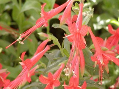 Hummingbird Trumpet
