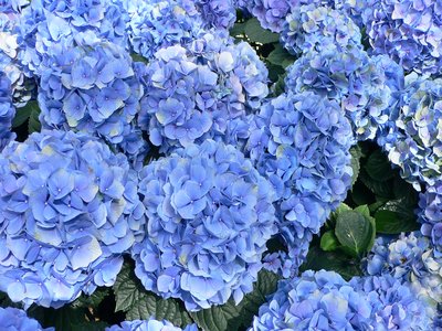 Hydrangea