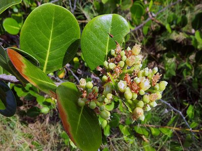 Icaco Plum