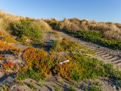 Ice Plant