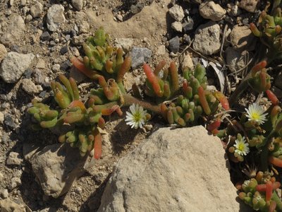 Iceplant Mesembryanthemum
