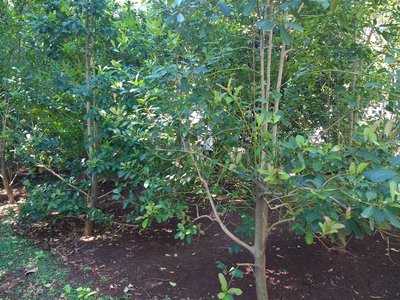 Ilex Paraguariensis