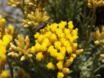 Immortelle
