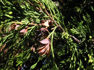 Incense Cedar