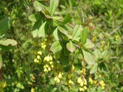 Indian Barberry