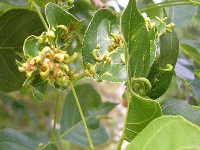 Indian Beech