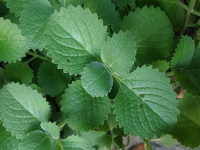 Indian Borage