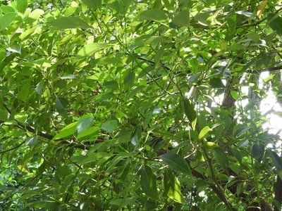 Indian Camphor