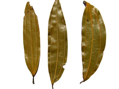 Indian Cassia