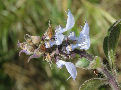 Indian Coleus