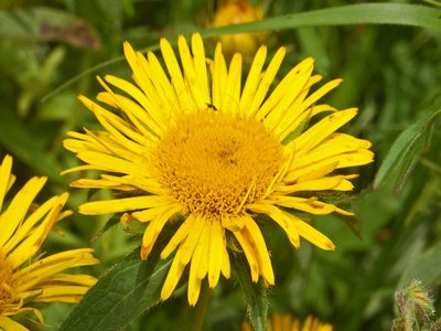 Indian Elecampane