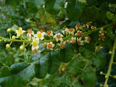 Indian Frankincense Tree