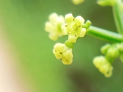 Indian Madder