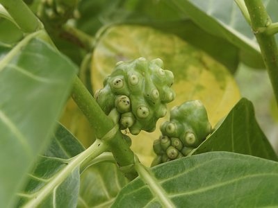 Indian Mulberry
