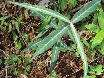 Indian Sarsaparilla