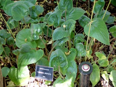 Indian Valerian