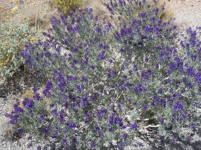 Indigo Bush